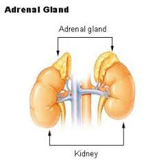 Effective Method to Renew Your Vigor Levels with Adrenal Formula